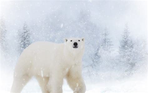 The Mysterious Presence: Polar Bears in Folklore and Legends