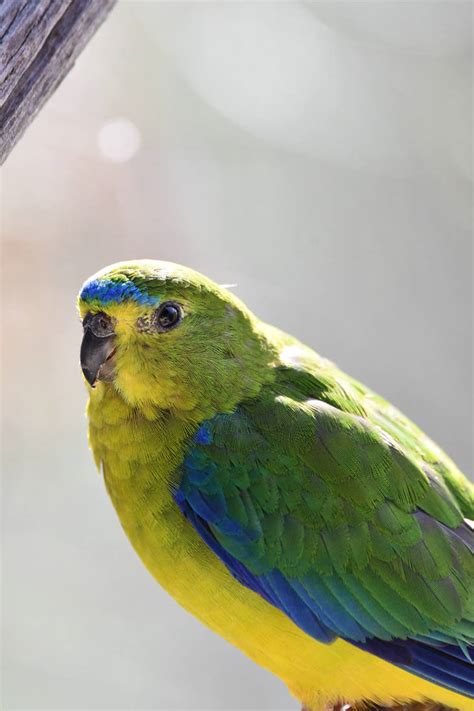 The Mysterious Presence of Parrots in Dreamscapes