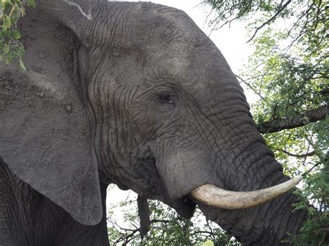 The Mysterious Presence of the Majestic Ebony Pachyderm