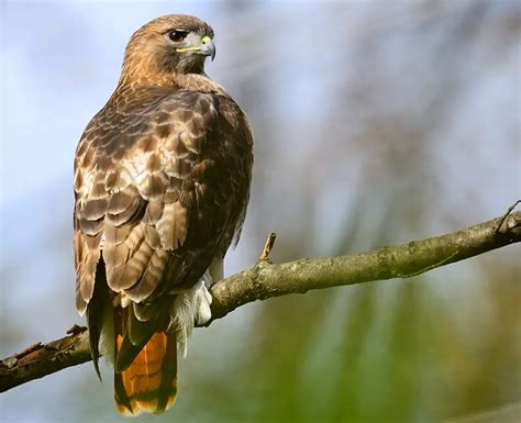 The Mysterious Presence of the Majestic Giant Hawk