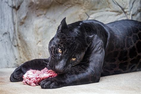 The Mysterious Prey of the Silver Panther: Investigating its Diet