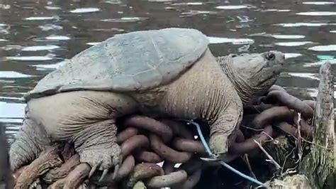 The Mysterious Realm of Enormous Snapping Turtles