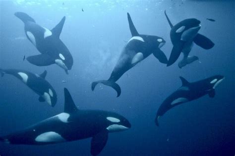 The Mysterious Realm of Orca Whales: Unveiling their Enigma