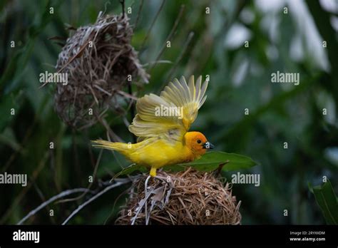 The Mysterious Realm of the Yellow-Bodied Weaver: Unveiling the Intriguing World of this Fascinating Arachnid