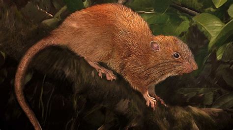 The Mysterious Rodent: Implications of Deception and Ingenuity