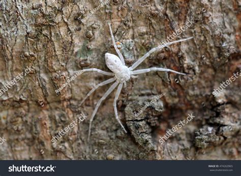 The Mysterious Significance of Albino Spiders