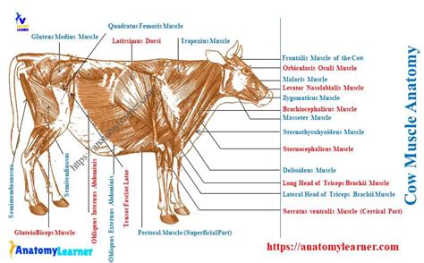 The Mysterious Significance of Bovine Lingua: Unfolding Its Esoteric Meaning