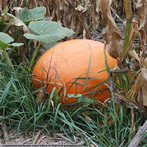 The Mysterious Significance of Discovering an Impeccably Mature Pumpkin