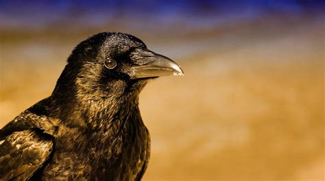 The Mysterious Significance of a Petite Raven