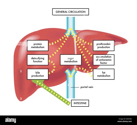 The Mysterious Significance of the Human Liver