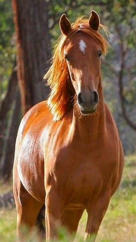 The Mysterious Significance of the Majestic Large Chestnut Equine Creature