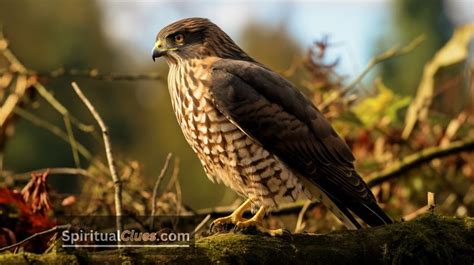 The Mysterious Significance of the Sparrow Hawk