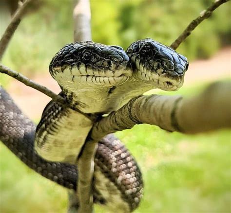 The Mysterious Snake Gourd: A Fascinating Enigma