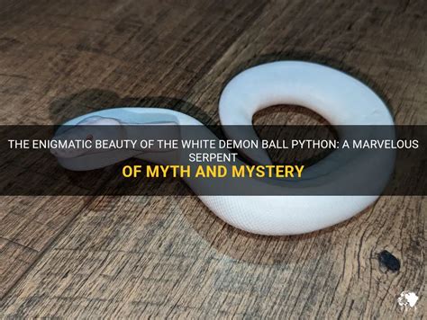 The Mysterious and Enigmatic White Python: Unlocking Its Symbolic Intrigue