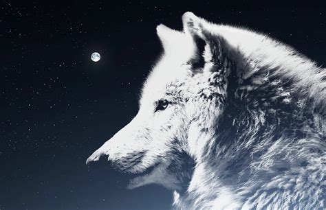 The Mystical Influence of the Wolf in Mythology and Folklore