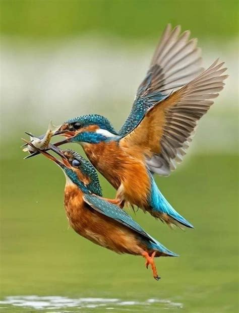 The Mystical Tales Surrounding Kingfishers