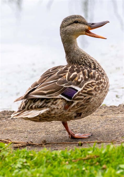 The Mystical Universe of the Majestic Mallard