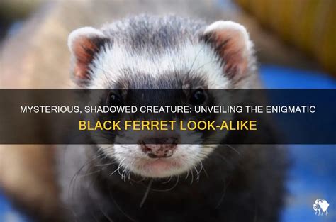 The Mystique of the Ebony Ferret: Unveiling Its Enigmas