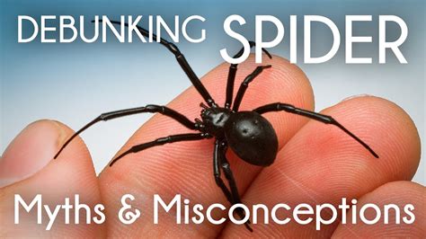 The Myth vs. Reality: Debunking Spider Myths