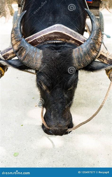 The Mythical Origins of the Enigmatic Ebony Carabao