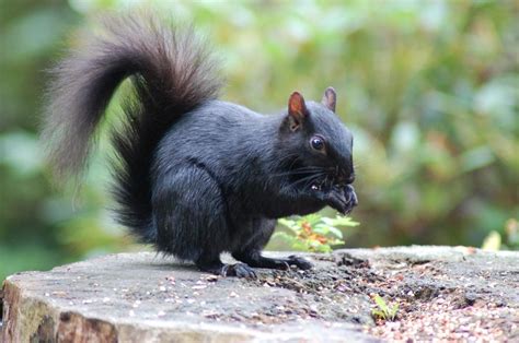 The Mythical Significance of the Ebony Squirrel in Various Cultures