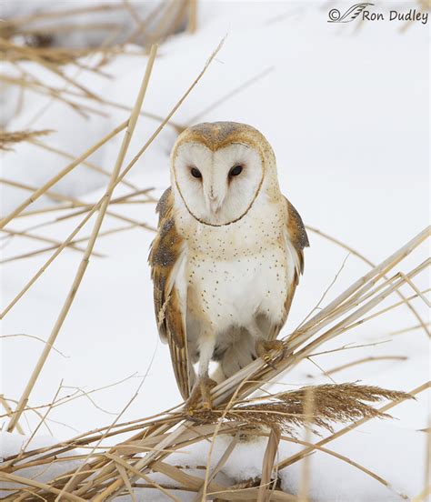 The Mythical Tales and Folklore Surrounding the Majestic Snowy Barn Owl