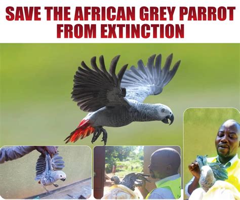 The National Treasure of African Grey Parrots: Conservation Efforts and Challenges