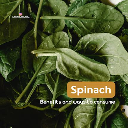 The Nutritional Powerhouse of Green Spinach: A Closer Look