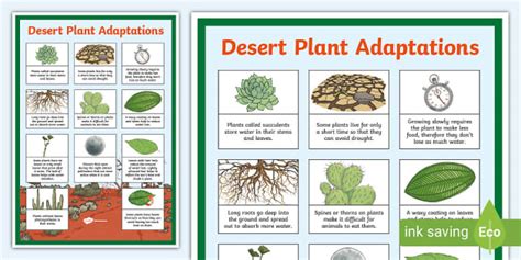 The Origins and Adaptations of Desert Succulents