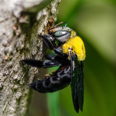 The Origins and Characteristics of the Amazing Carpenter Bees