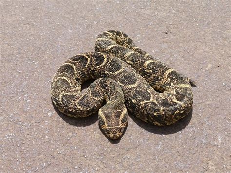 The Origins and Cultural Representations of the Puff Adder Snake in Dream Interpretation