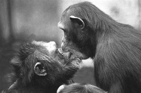 The Origins and Development of Animal Kissing Behavior