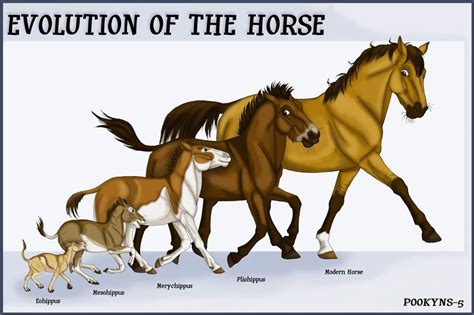 The Origins and Evolution of Miniature Equines