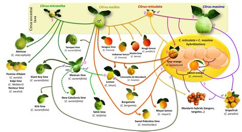 The Origins and Evolution of the Citrus × limon Fruit