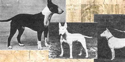 The Origins and Historical Background of Albino Bull Terriers