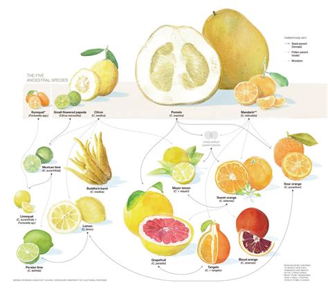 The Origins and History of Citrus Symbolism