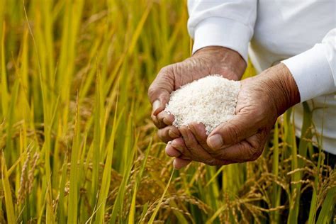 The Origins and History of Rice: From Ancient Times to Modern Cultivation