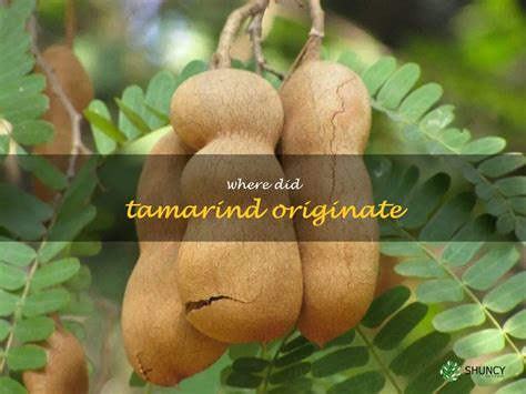 The Origins and History of Tamarind