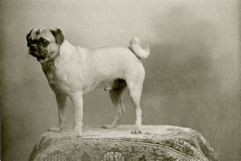 The Origins and History of the Pug