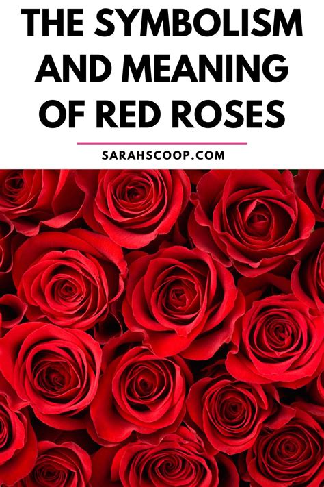 The Origins and Symbolism of Deep Red Roses