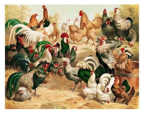 The Origins of Chicken Blood as a Historic Remedy