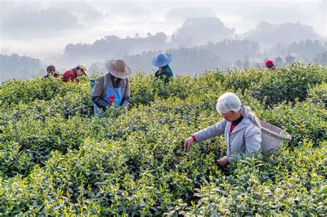 The Origins of Chinese Tea: From Legend to Reality