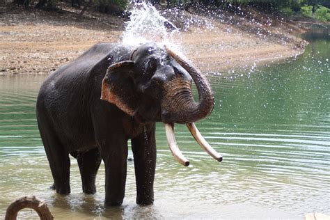 The Origins of Elephant Bathing