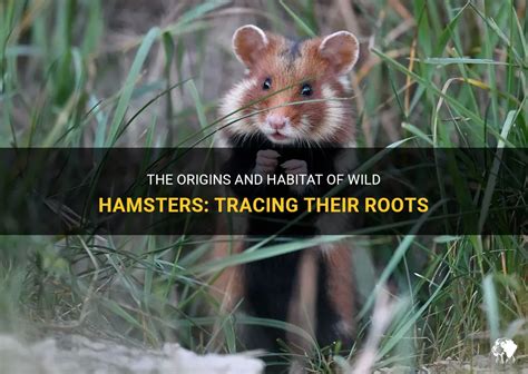 The Origins of Enormous Hamsters: Tracing Their Evolutionary History