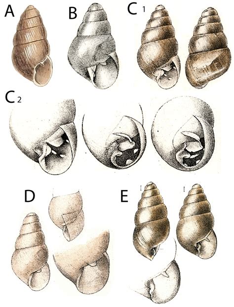 The Origins of Fried Gastropods