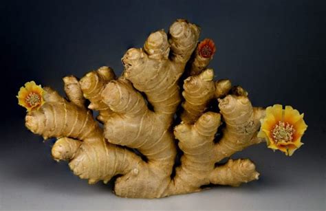 The Origins of Ginger: A Spicy Root with a Long History