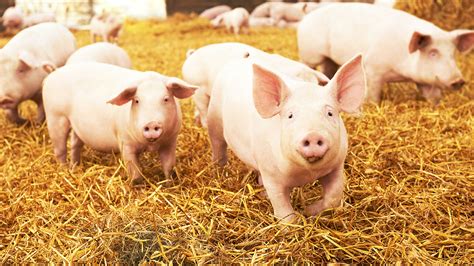 The Origins of Petite Swine: From Farm Animals to Cherished Companions