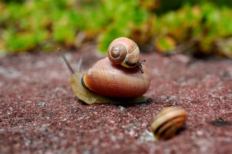 The Overlooked Creatures: Revealing the Symbolic Significance of Snails