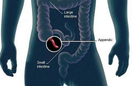 The Overlooked Organ: Revealing the Significance of the Appendix