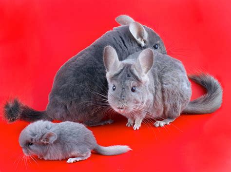 The Pale Chinchilla: A Fragile and Sensitive Companion